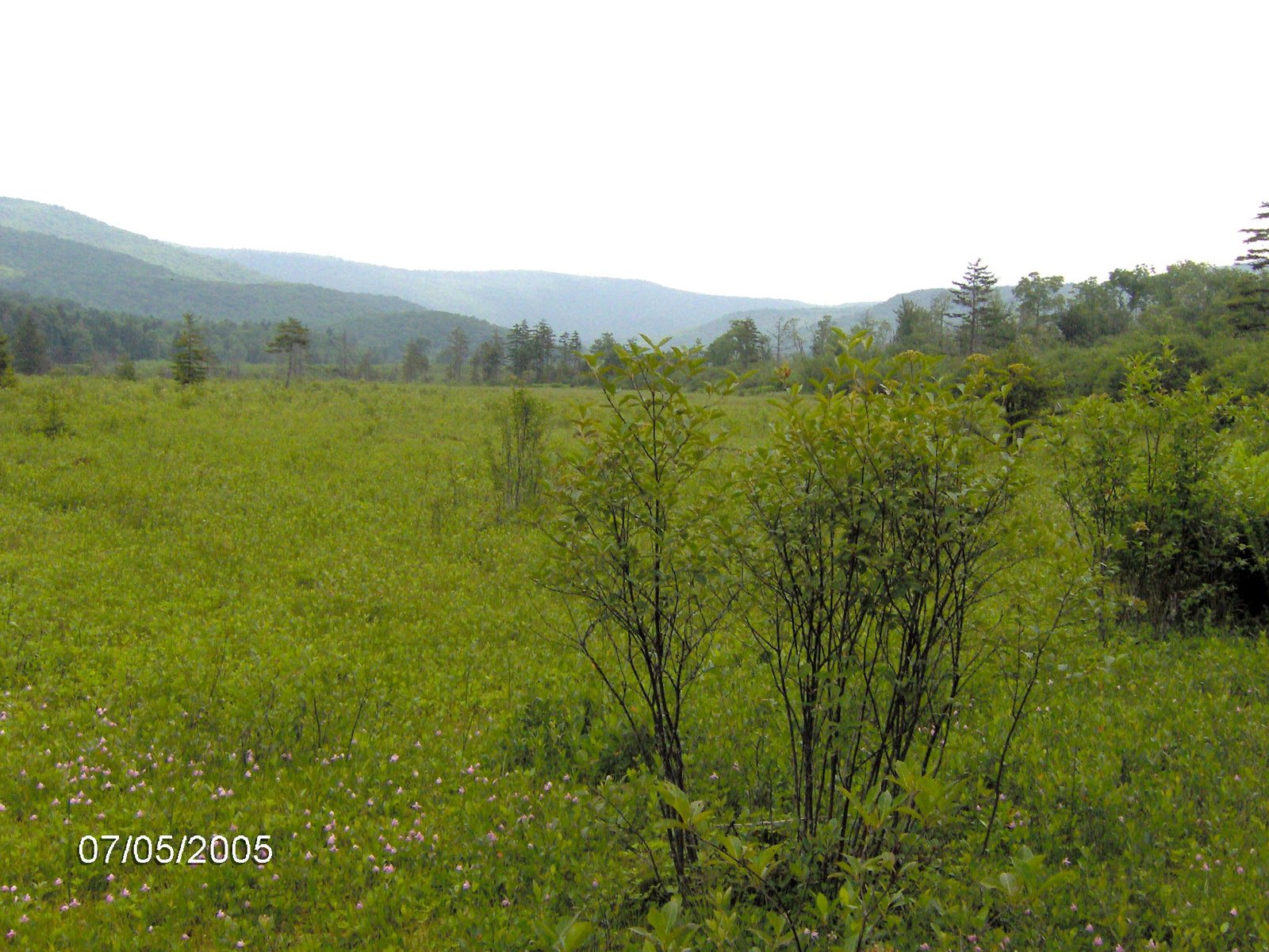 Cranberry Glades Botanical Area