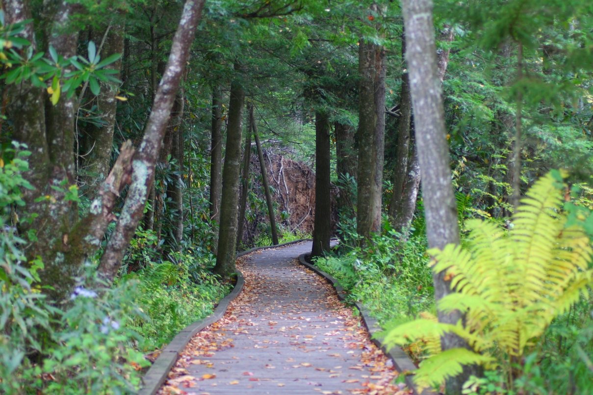 Cranberry Bog Boardwalk