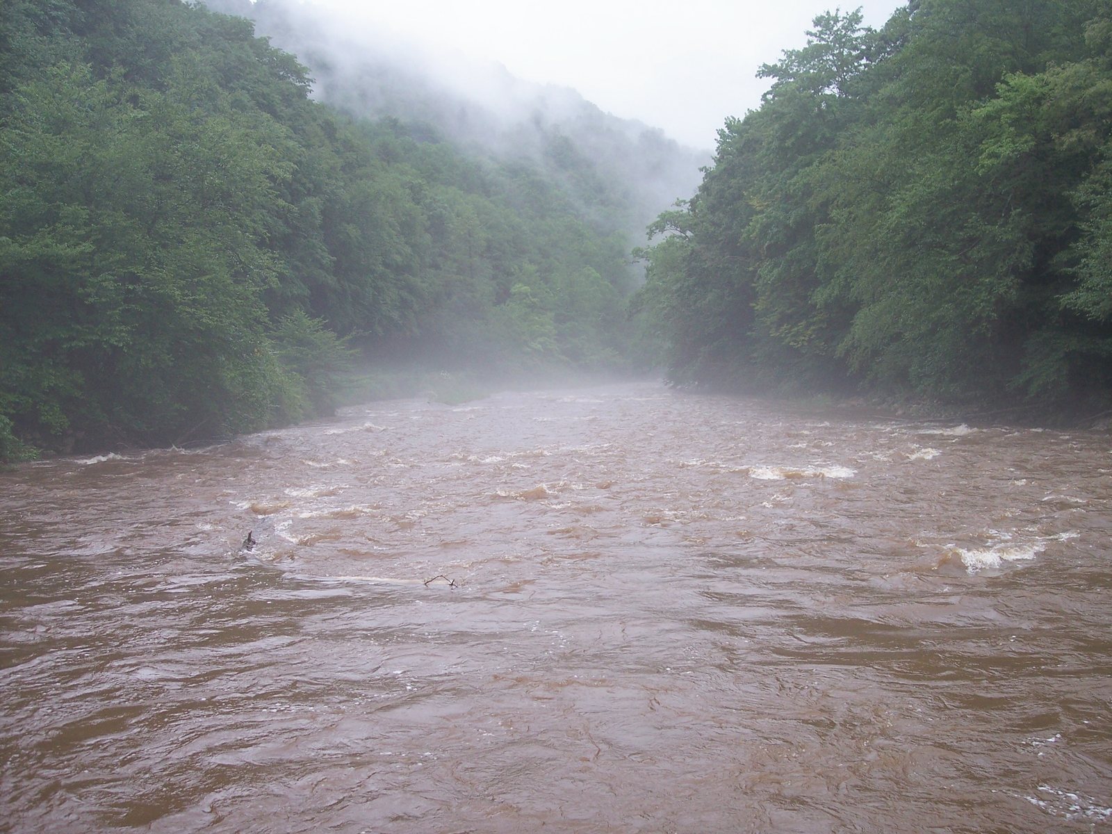 Williams River, Tea Creek