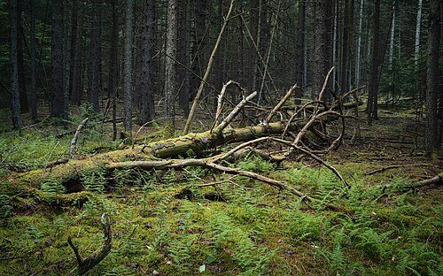Monongahela National Forest