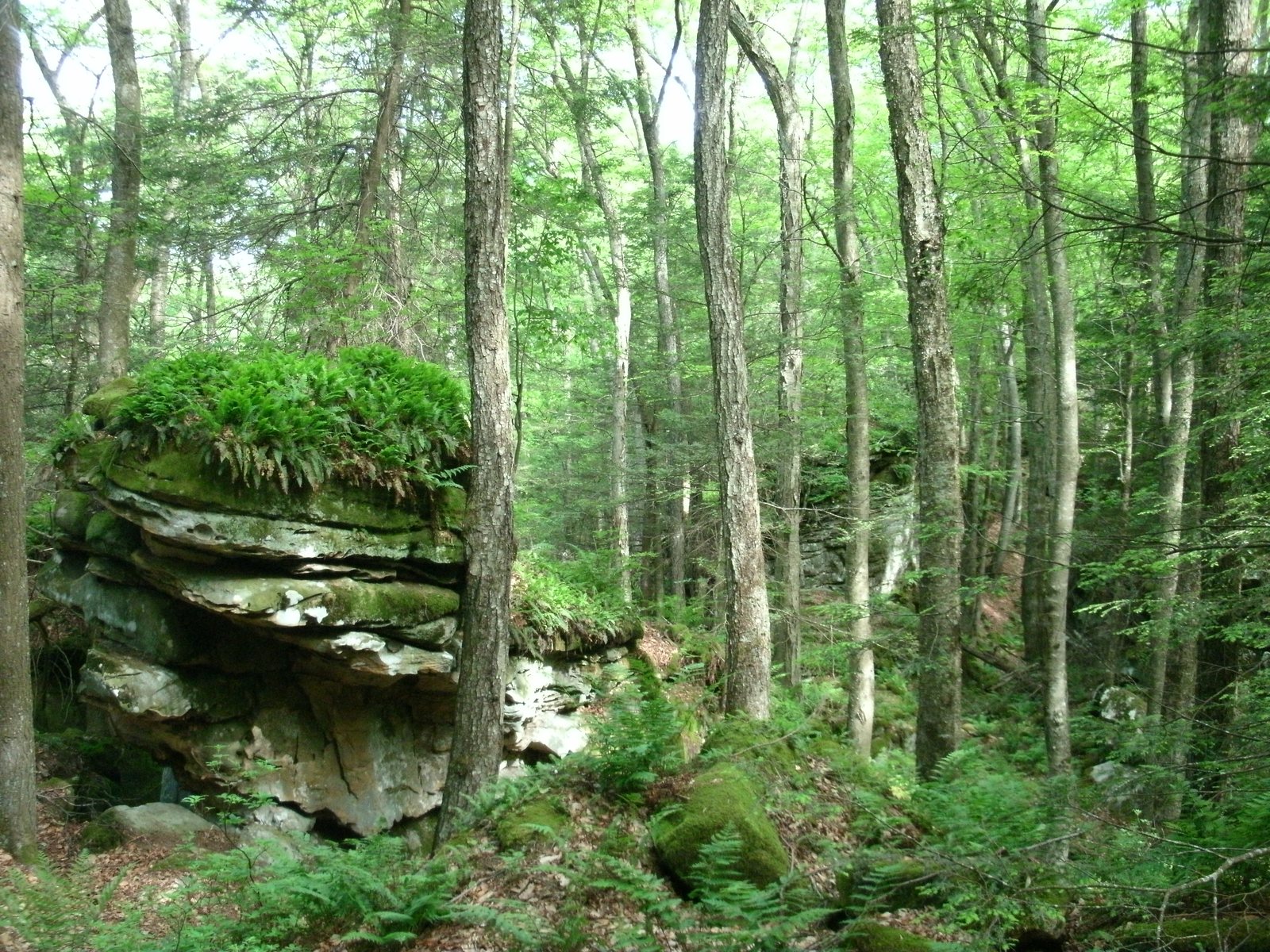 Beartown State Park