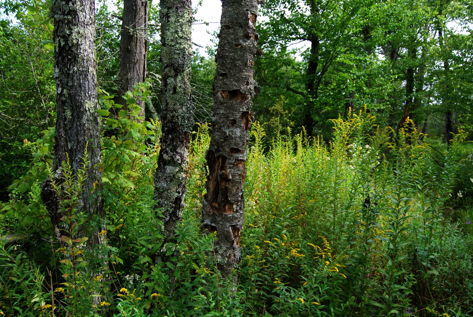 Cow Pasture Trail